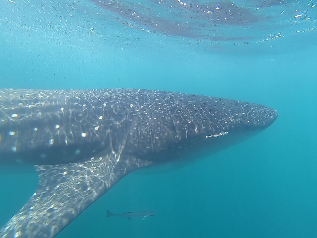 95ae1ee8-cbba-4eea-9236-f52527055b2c