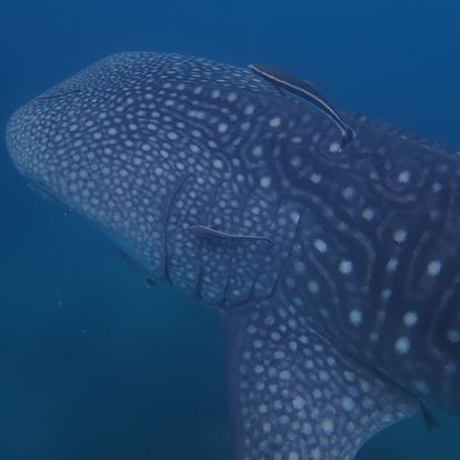 ce46d265-b78f-4f66-961d-bcc075af90b6