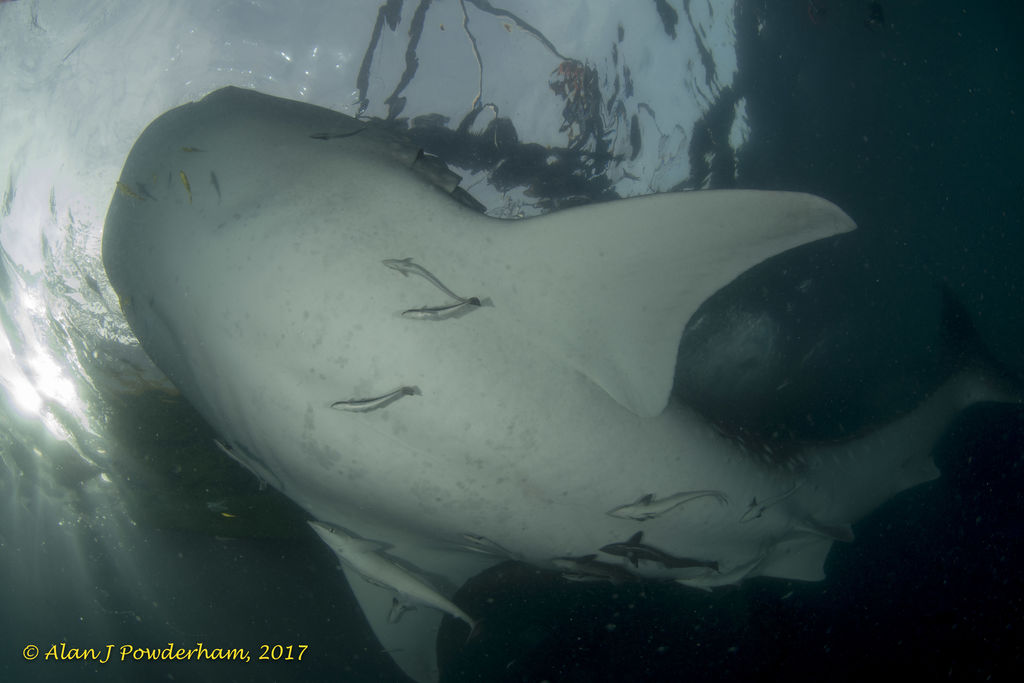 79ed6395-9525-443b-9b82-acf44f82b185