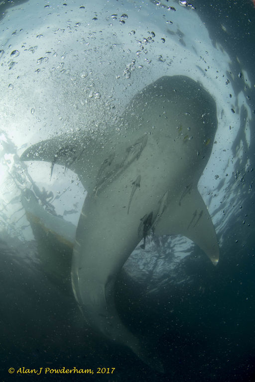 79ed6395-9525-443b-9b82-acf44f82b185