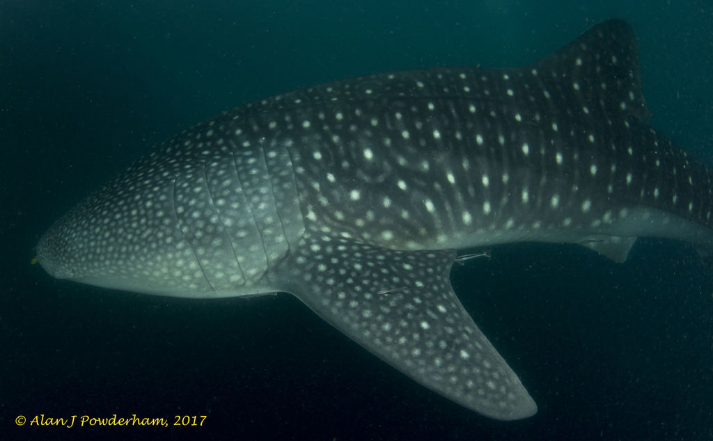 79ed6395-9525-443b-9b82-acf44f82b185