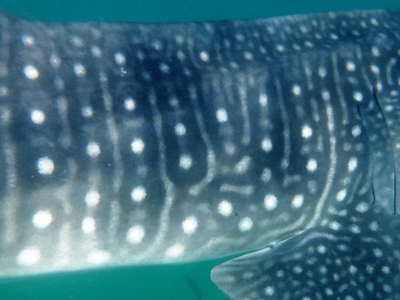 239c8b23-fdd5-414c-93a0-56f7f2194ea7