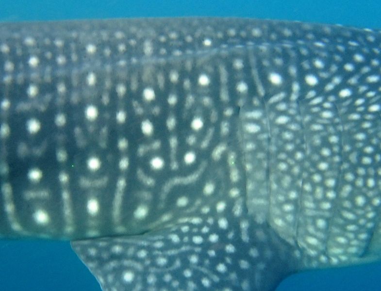 ad4194ef-7e47-4288-bc78-934e414e524b