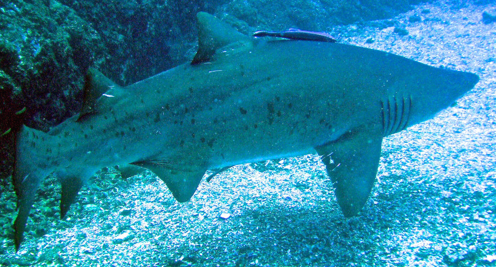 d519a79c-8bb7-4c87-96a7-e64641f62582