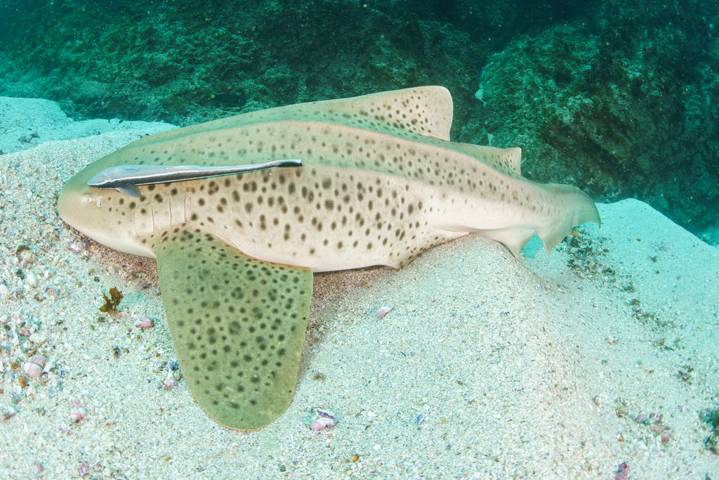 1ff2d34d-a8f6-4553-8049-43133646d504