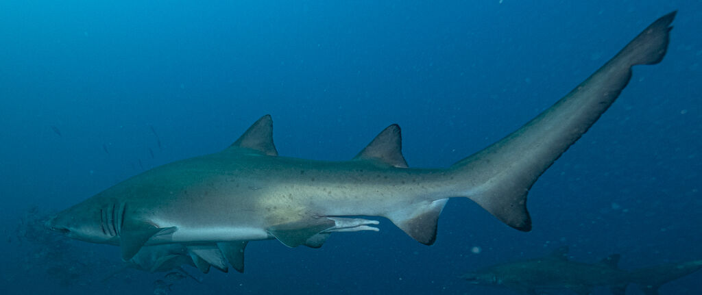 8bad8132-146e-4f1f-9a23-2b3307df057c