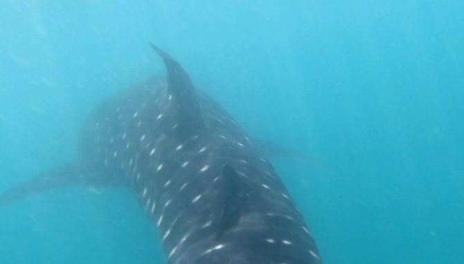 bc42a4a5-65f1-4521-8d68-4741716be72a