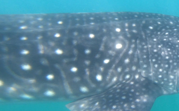 bc42a4a5-65f1-4521-8d68-4741716be72a