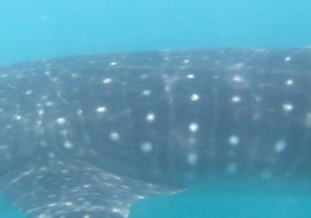 bc42a4a5-65f1-4521-8d68-4741716be72a