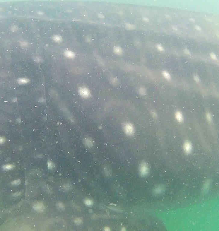 e0b01539-a4e5-4ec5-966d-0d5319c73ffe