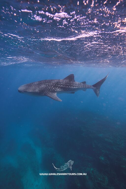 e6edd8ef-7d52-40de-9f1c-c7e1710f7aea