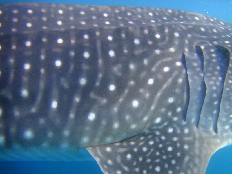 71a5e21b-ec19-4f7b-9b80-0062e048bf56