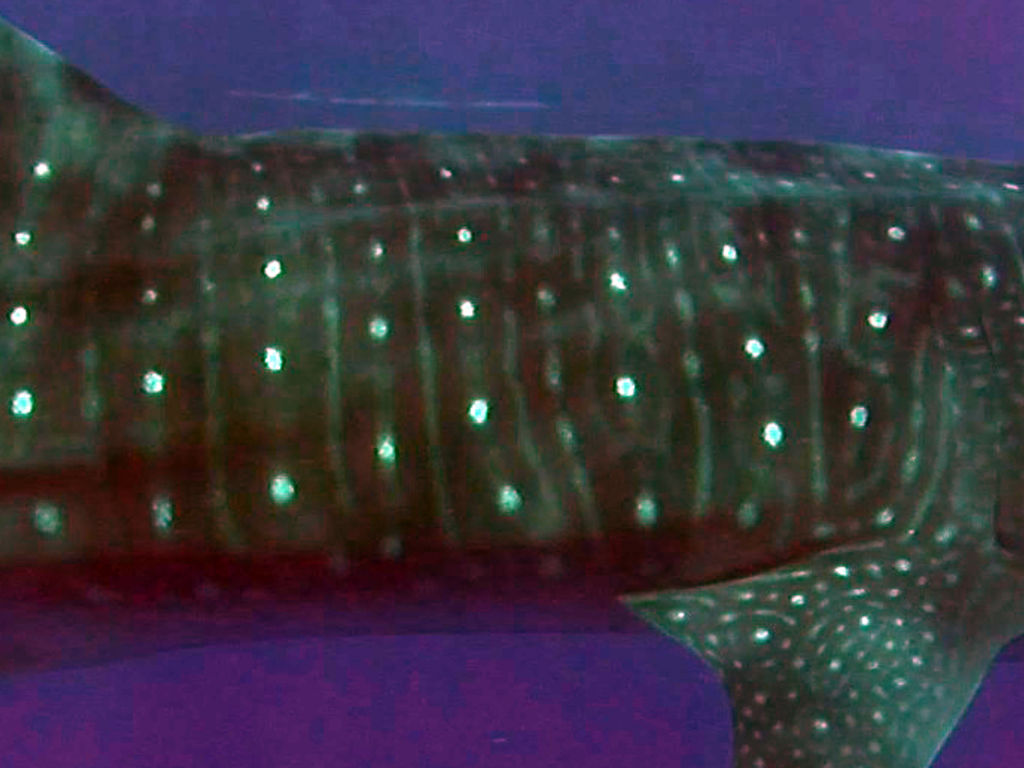 e77b74ef-ee0a-4dab-982f-d7522a9b70cb