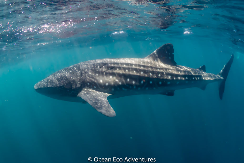 5bae4f64-822e-4ec8-be13-48621be3f243