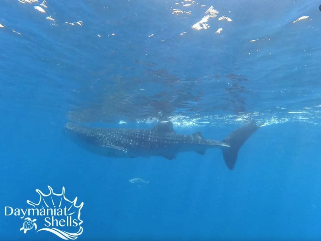 9ceaa9d1-8e8a-4317-8500-6e8b088a0eab