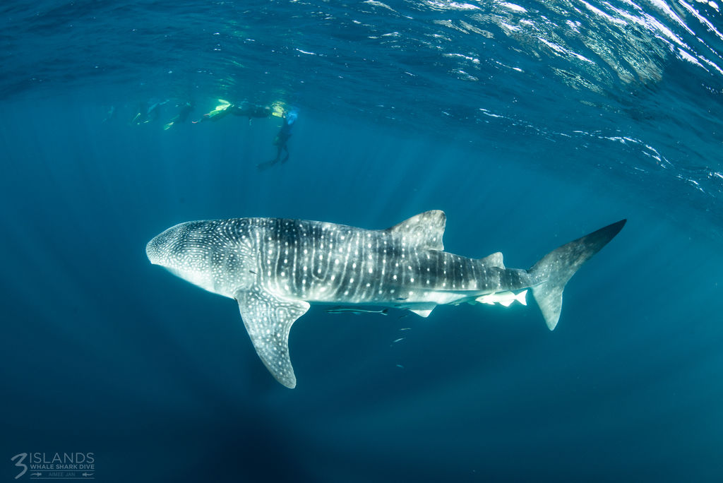 f8894791-a23c-4ec4-9301-f7b3c97d0539