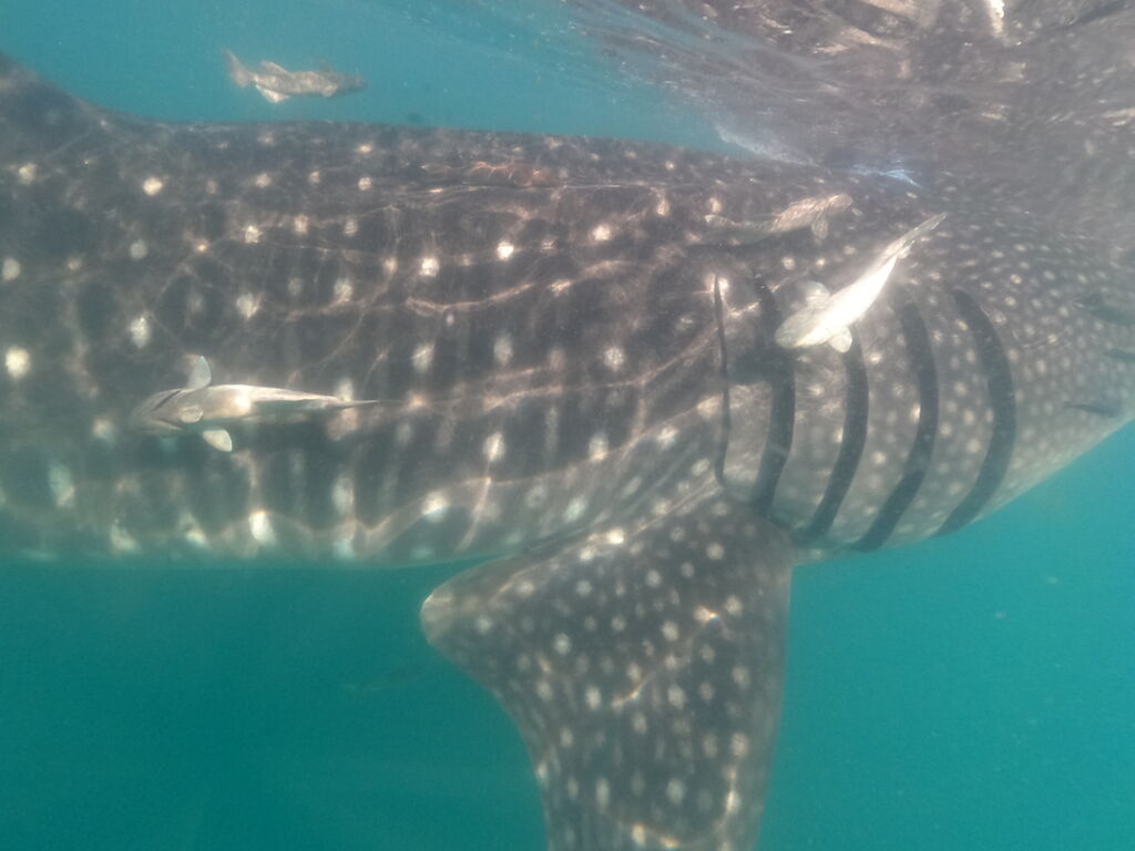 b1af3a81-a89c-4e1b-8de9-21f2d243d99c