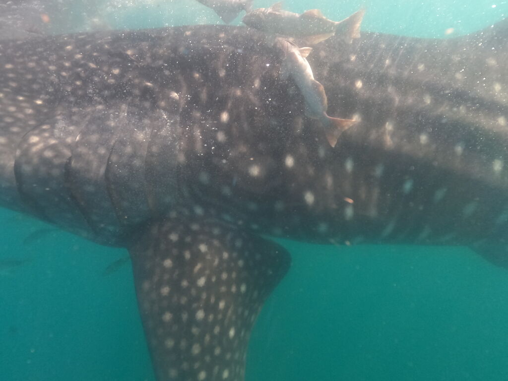 b1af3a81-a89c-4e1b-8de9-21f2d243d99c