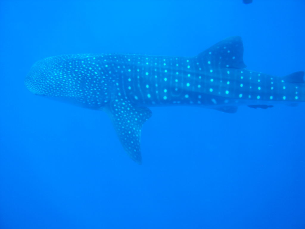 d6c068f9-9c6f-4d7c-854f-3316ea447eca