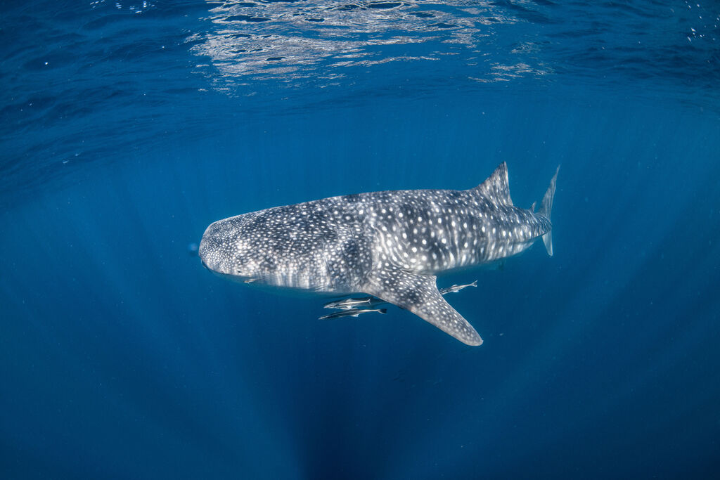 069bb928-2b40-4a6b-9663-bc15429e0d0c