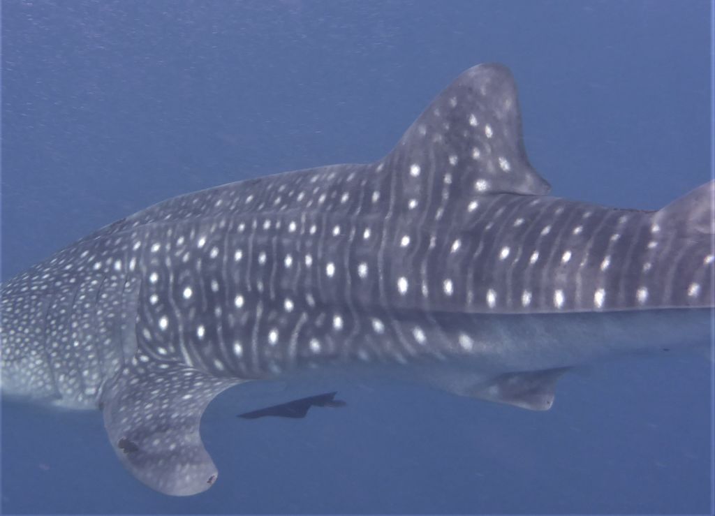 43c43cb7-99f4-4073-b9a0-39d91b18e9b1