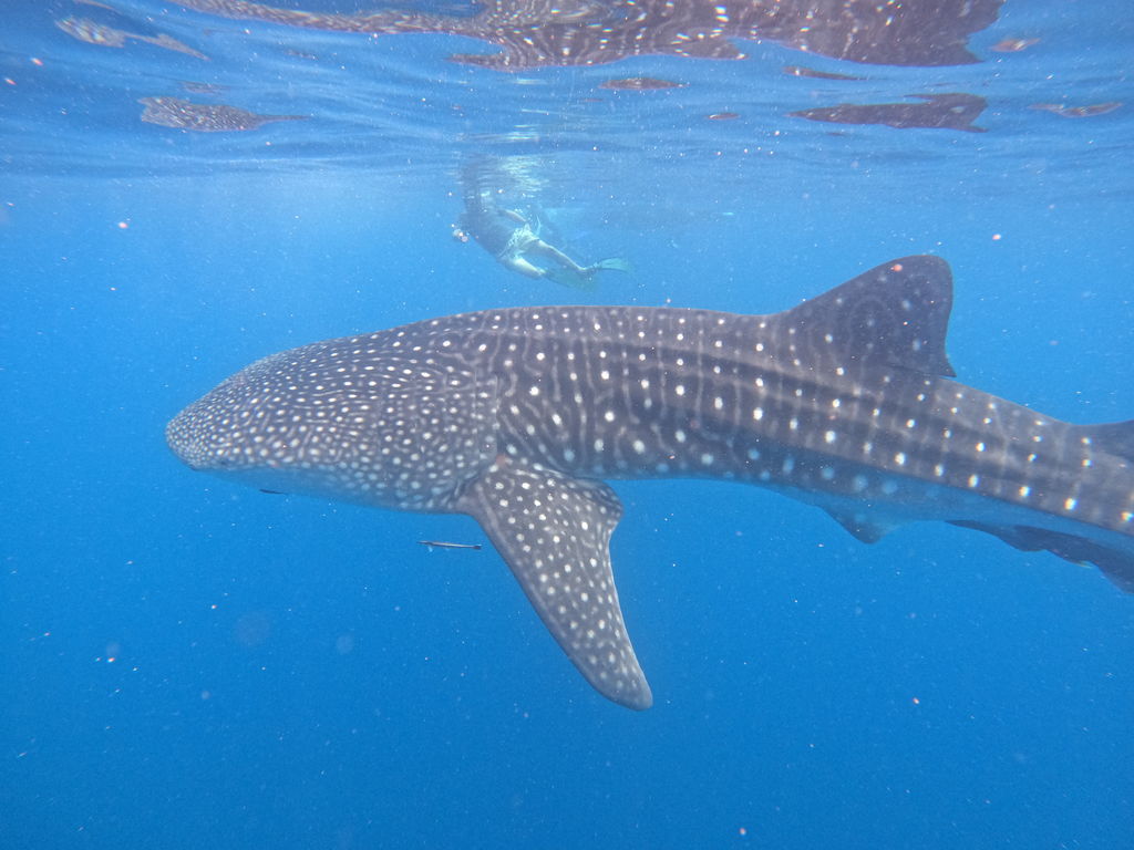 0d0c0652-b45b-4a11-88c5-b427bea004b9