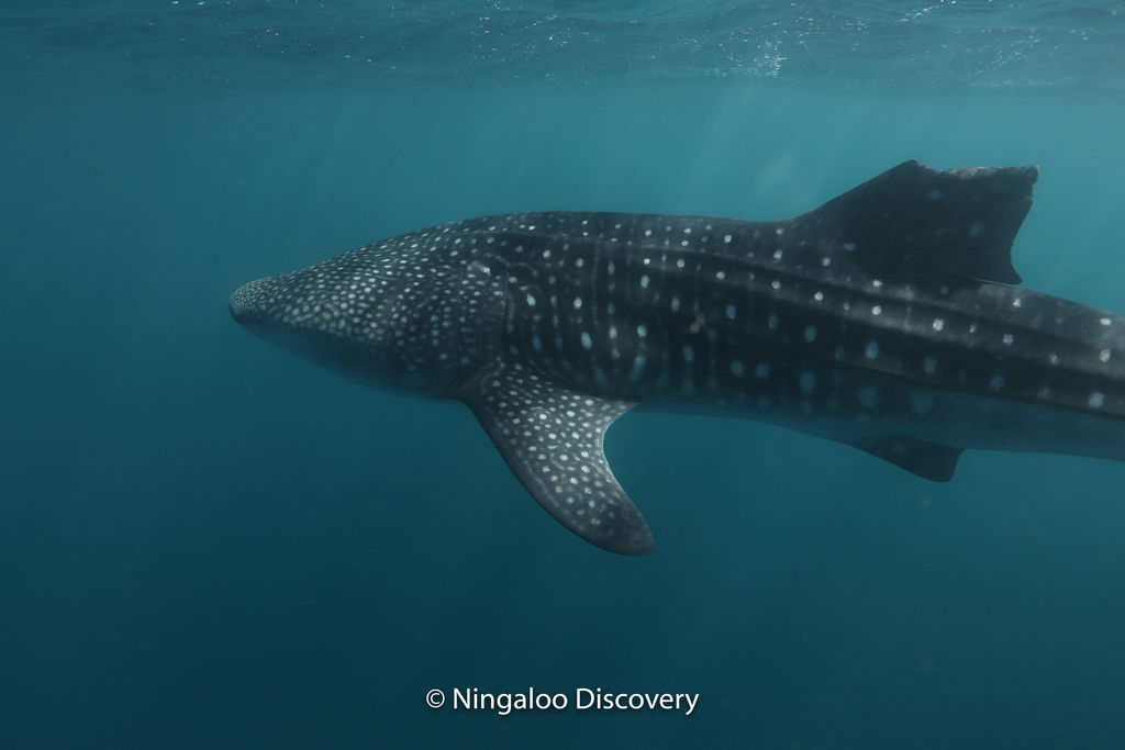 8231c4fd-7549-498e-9c09-08dc9267a71b