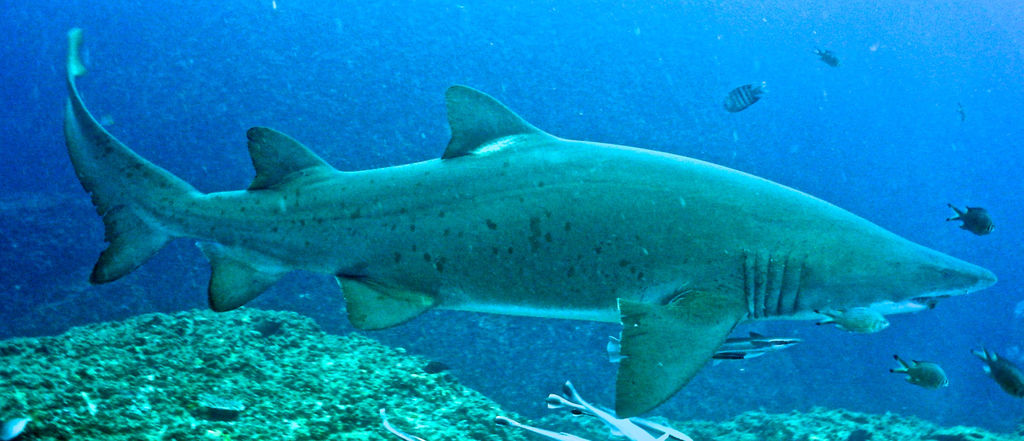 d519a79c-8bb7-4c87-96a7-e64641f62582