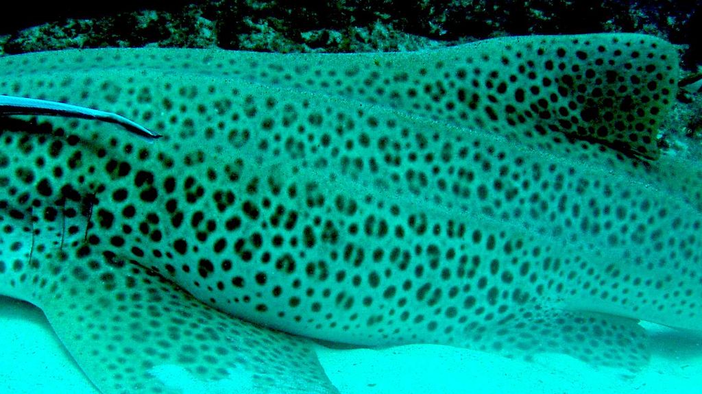 e0dafe8f-7b70-4cee-9271-e5a6425b14ea