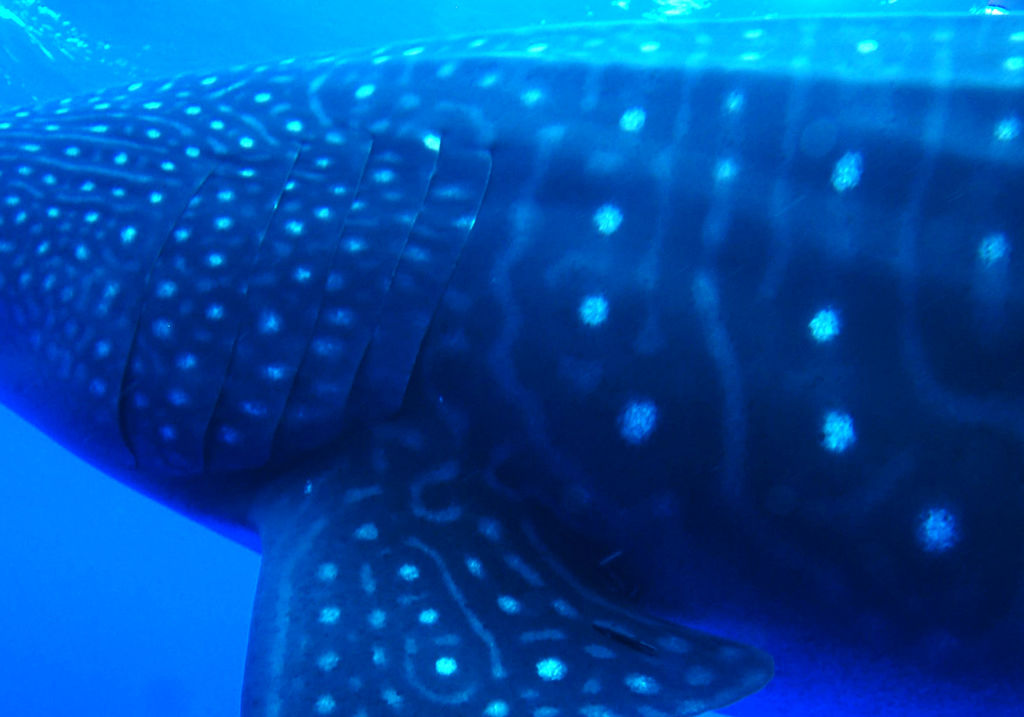 279afafd-6536-41a0-af01-9759509730ed