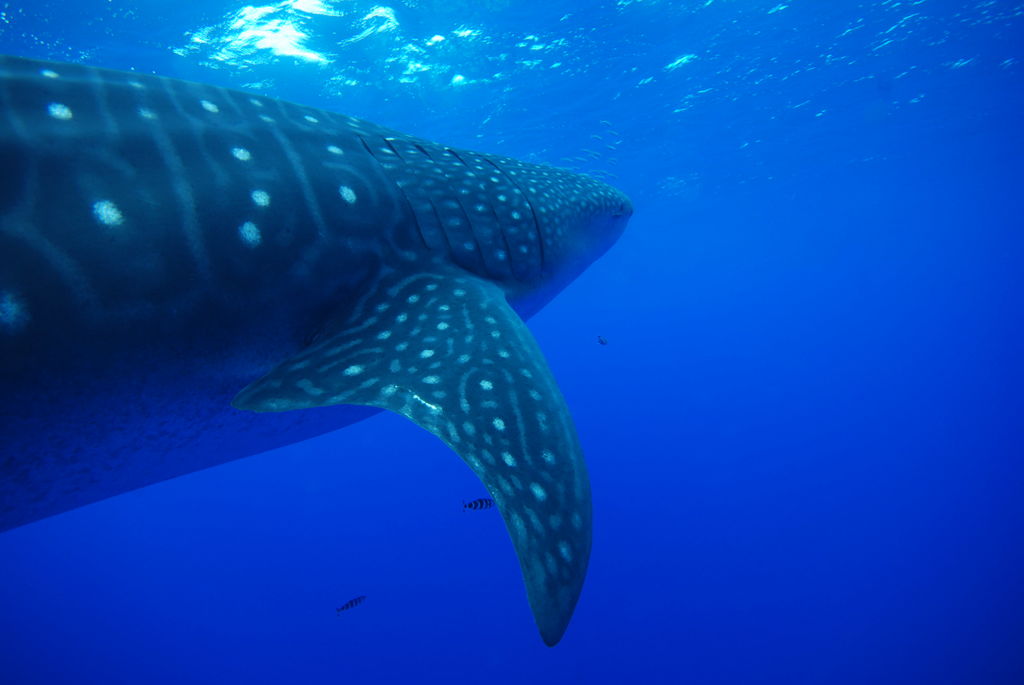 279afafd-6536-41a0-af01-9759509730ed