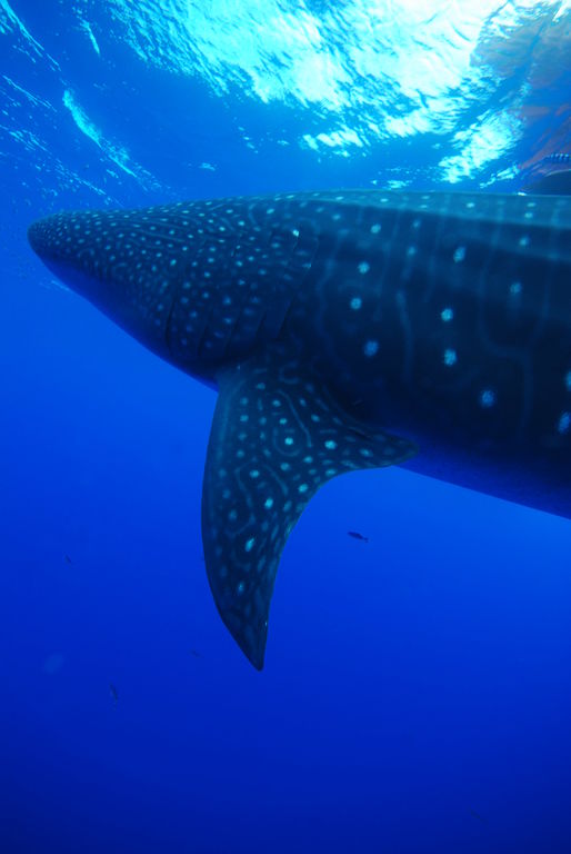 279afafd-6536-41a0-af01-9759509730ed