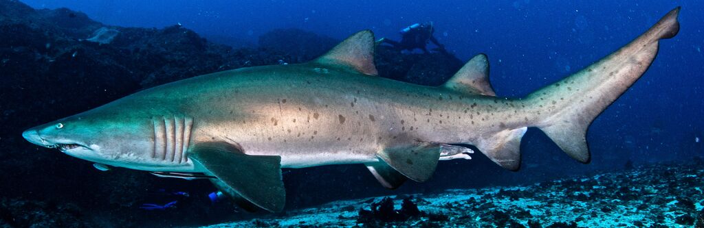 97beca20-447c-47a2-9a93-ebd156f70f8f