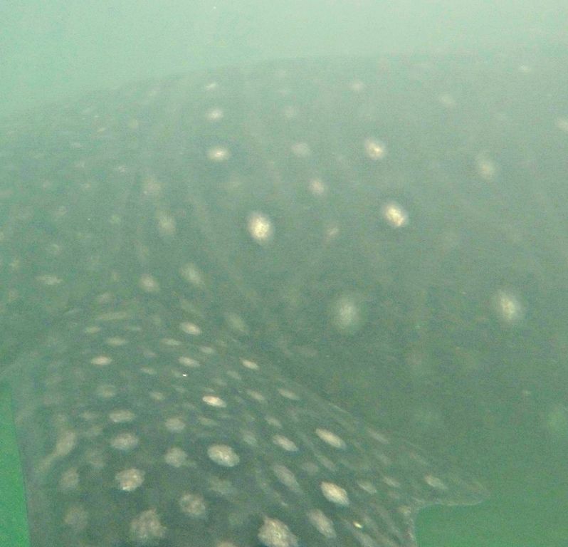 31a1788e-7c5b-4e71-9dca-db80210f727f