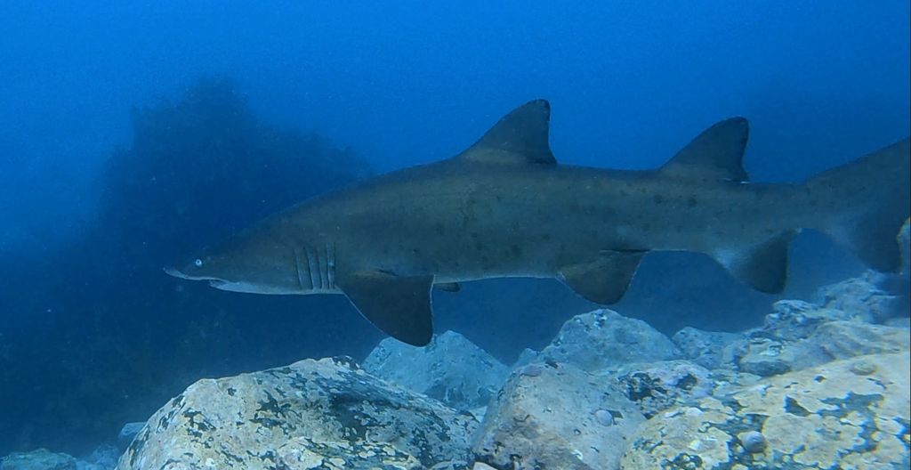 37b99cd5-feae-4bba-844b-584765ff8285