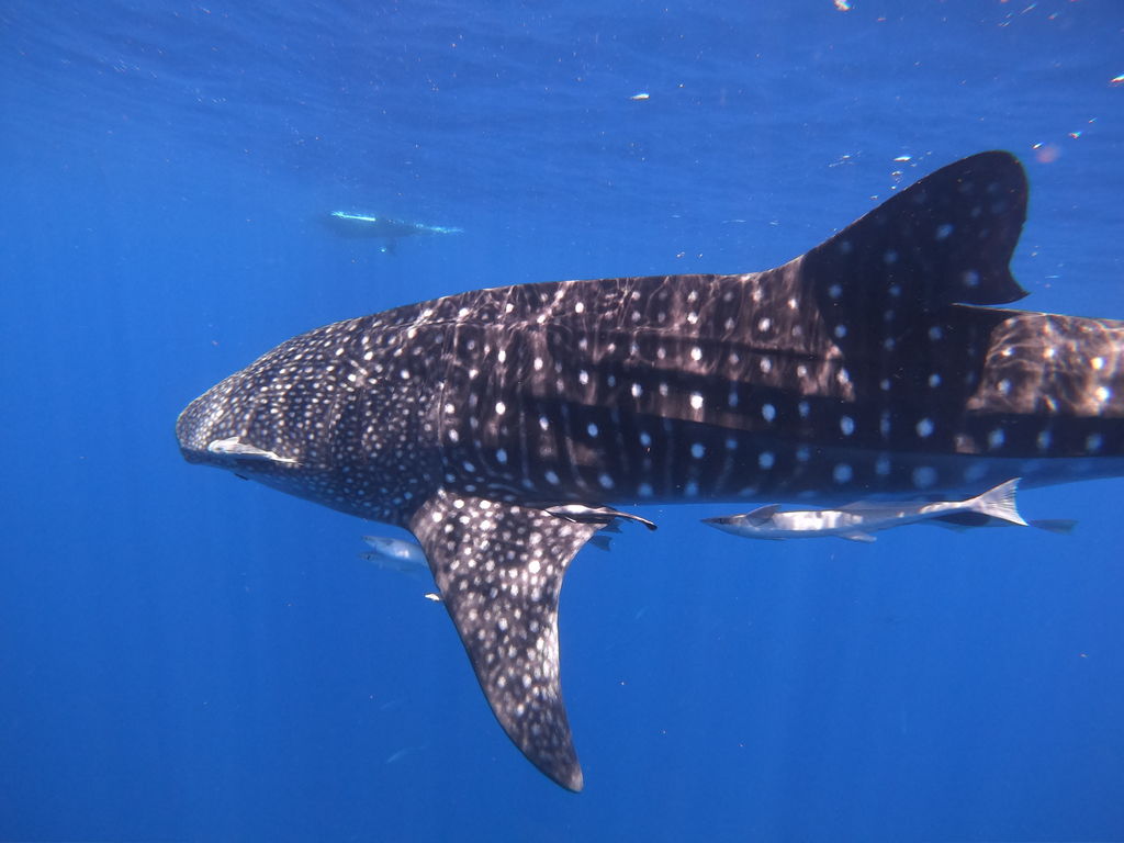 ac8c45f0-6ffd-49dc-b837-36b141996ce9