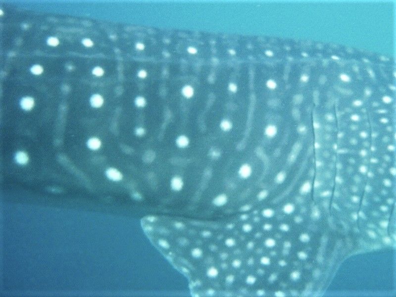 972ea6a1-2e8c-44f8-901e-54f29792c9ca