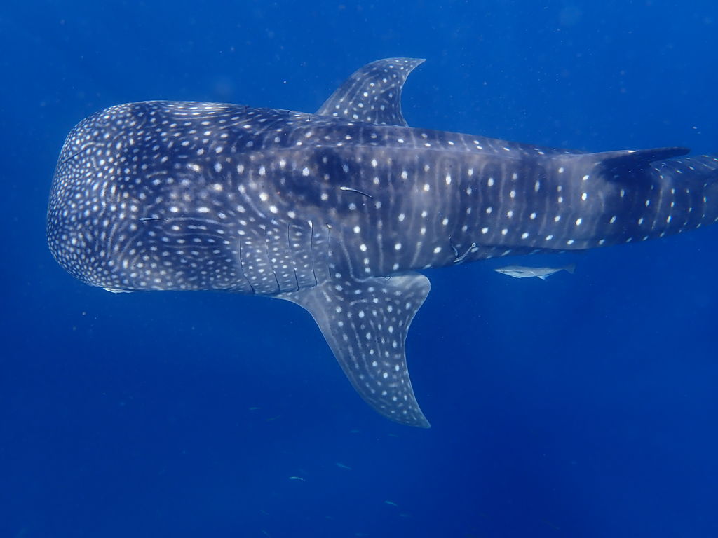 952afc76-adc6-4743-8740-742379c1d6e7