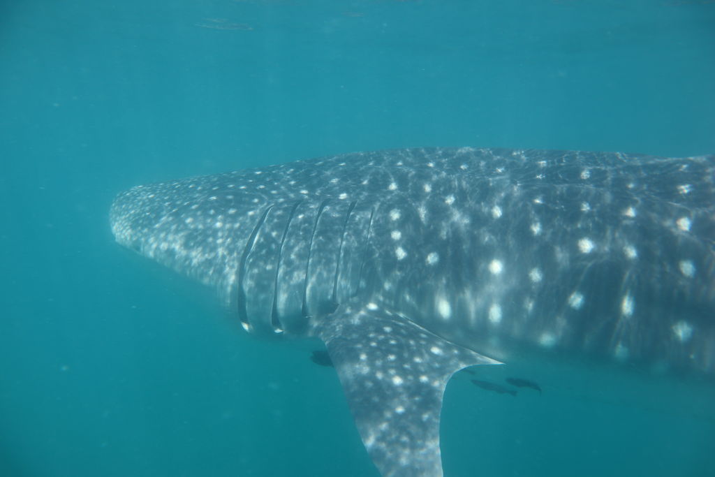 62f4452e-98b5-466f-aa5a-9e2151e51f0c