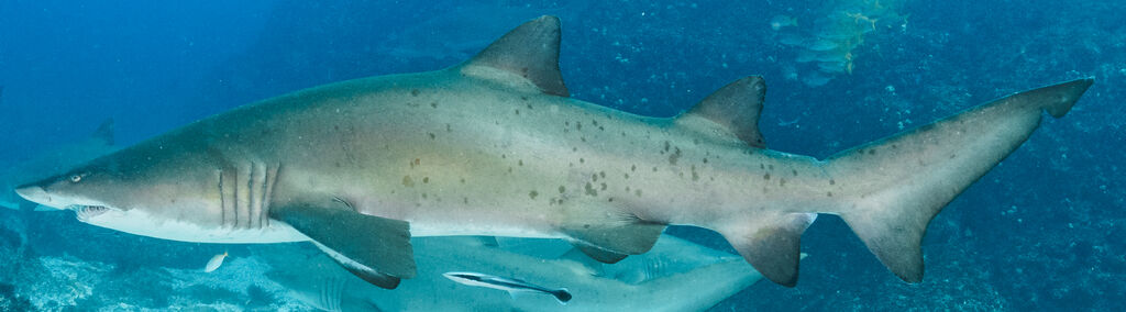 747dbaad-aea3-41c9-8510-97b3cc246897