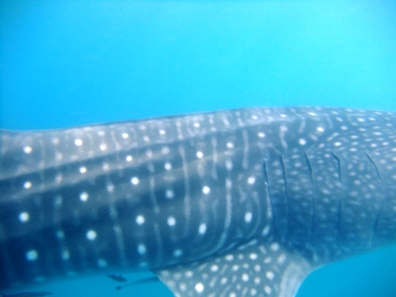 a38aba01-f785-46d5-96f7-27422bae5d74