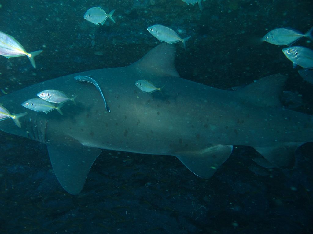 4d52dcb0-a5bd-45c8-9d59-6da731c75f21