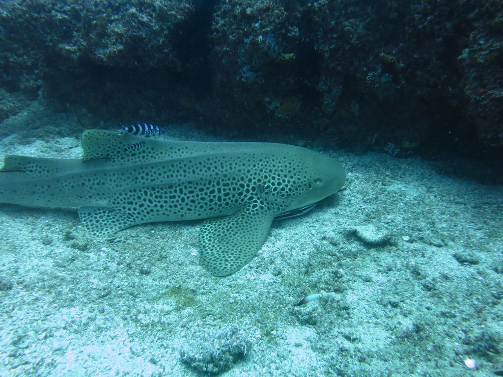 9a776e91-0e81-4aa4-a8c7-308c7ae7e7dd