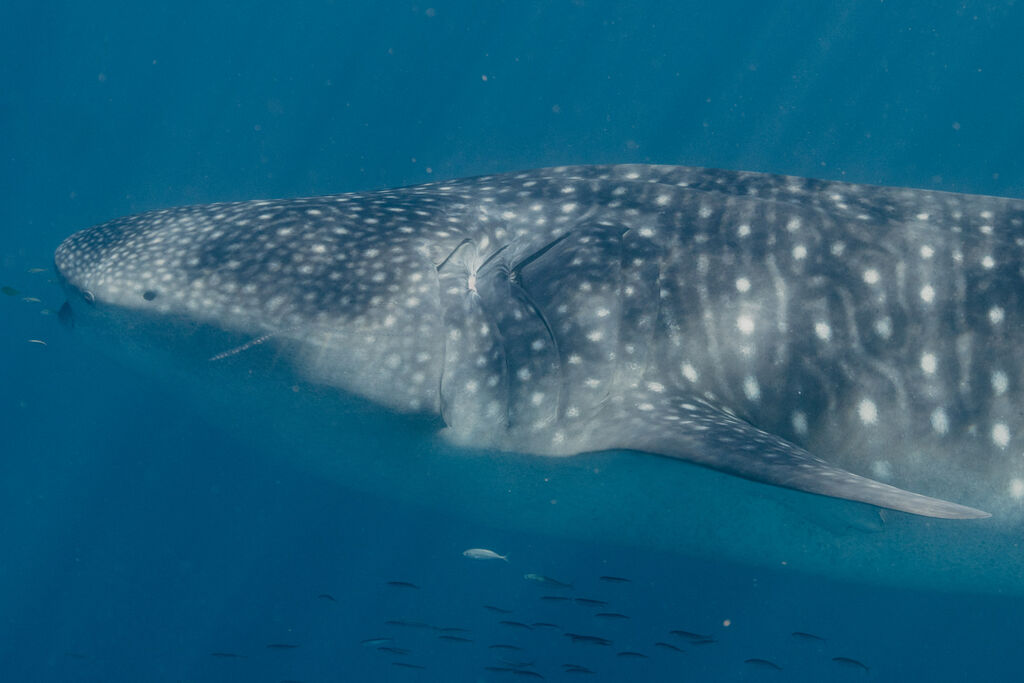 ac9d75b5-98e3-4421-81d5-1bcd0f9c9390