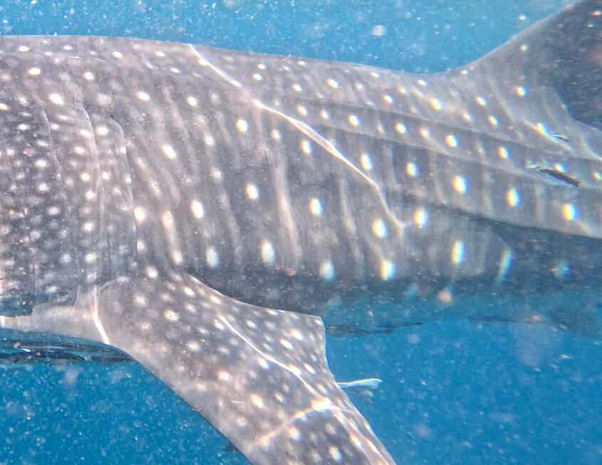 a08de4e4-96ac-4cd1-846d-abddf3ab9145