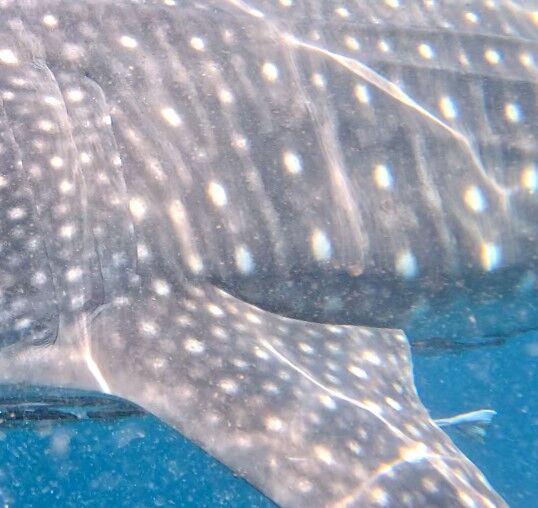 a08de4e4-96ac-4cd1-846d-abddf3ab9145