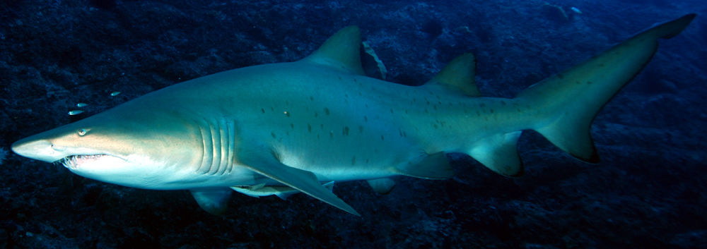 40980a54-d5e5-4e86-9b51-dbb852791a21