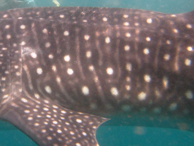 e02c2aa9-ceac-41ab-9784-44544ba189cd