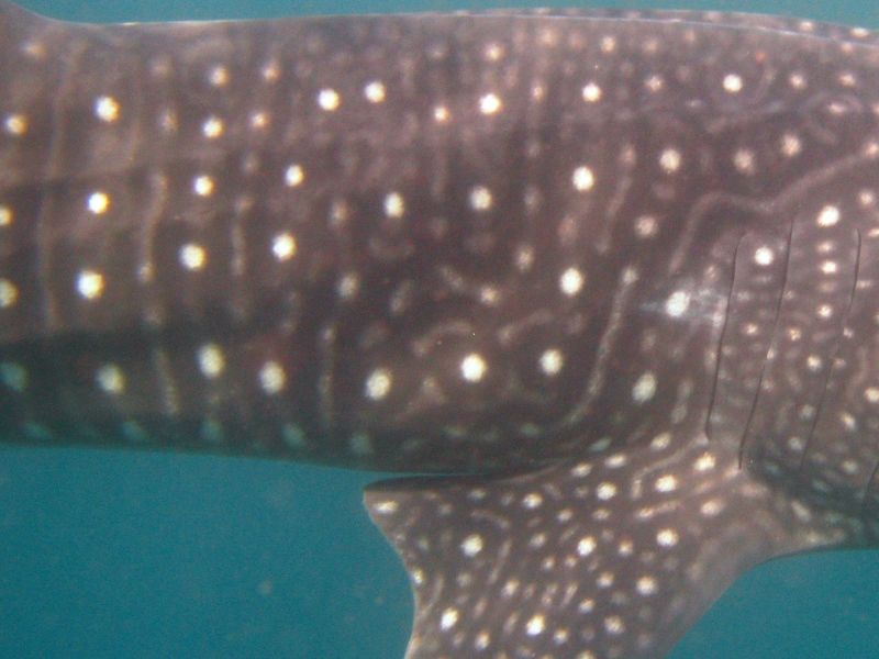 e02c2aa9-ceac-41ab-9784-44544ba189cd