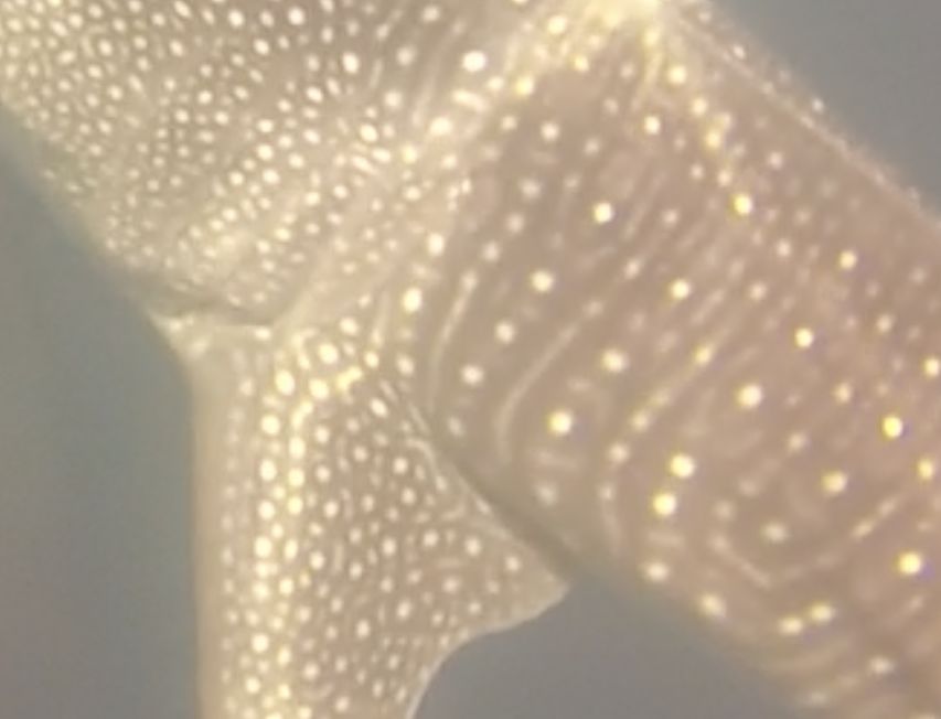 2fc95a0f-8681-455e-a549-ce564163d8a2